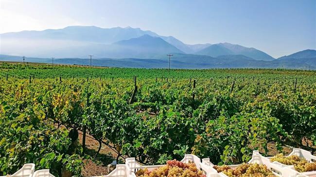 Δικαίωμα υποβολής ενστάσεων για το πρόγραμμα αναδιάρθρωσης αμπελώνων περιόδου 2025-2026