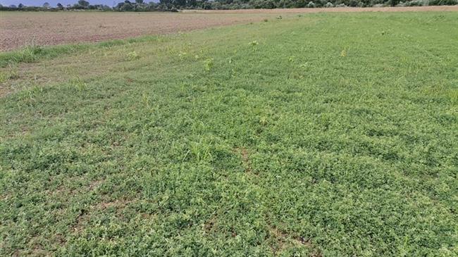 Ζημιές σε καλλιέργειες του νομού Έβρου λόγω αεροψεκασμών από την Τουρκία