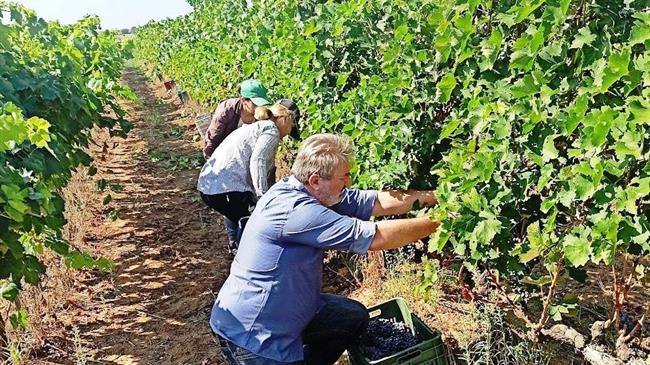 Υποχρεώσεις αμπελουργών και οινοποιητικών επιχειρήσεων ενόψει του τρύγου έτους 2023