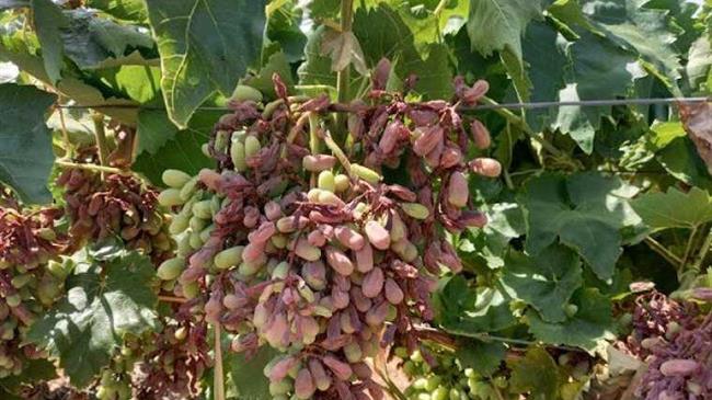 Σε καλλιέργειες της Κορινθίας βρέθηκε ο Λυκουρέντζος