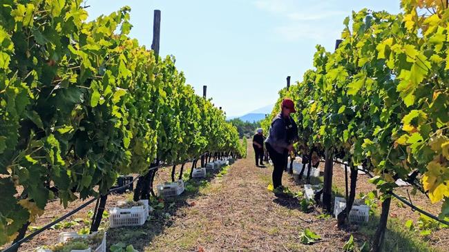 ΚΕΟΣΟΕ: «Χωρίς αντίδραση, οι αμπελουργοί δεν θα τα βγάλουν πέρα τη χρονιά»