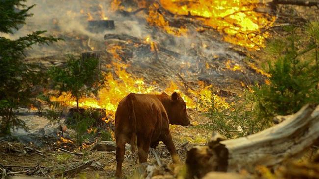 Σε ΦΕΚ η ΚΥΑ για την αποζημίωση των πληγέντων αγροτών από τις πυρκαγιές