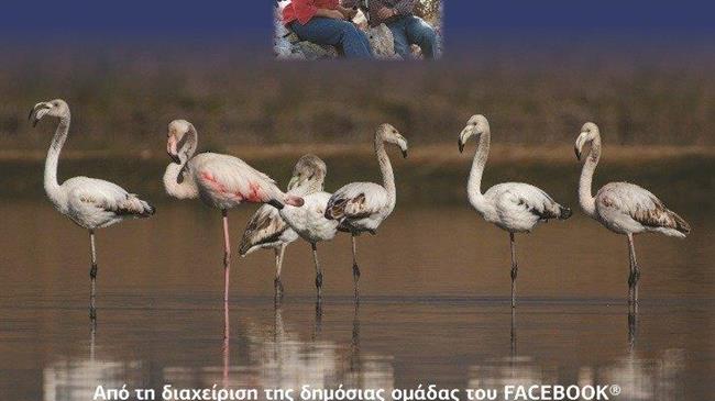 Διαγωνισμός ερασιτεχνικής φωτογραφίας άγριας ζωής της  λίμνης Κάρλα