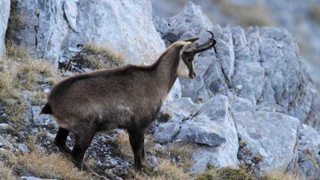Γ. Αμυράς: «Ασπίδα ζωής για οκτώ είδη  άγριας πανίδας και χλωρίδας με οκτώ Υ.Α.»
