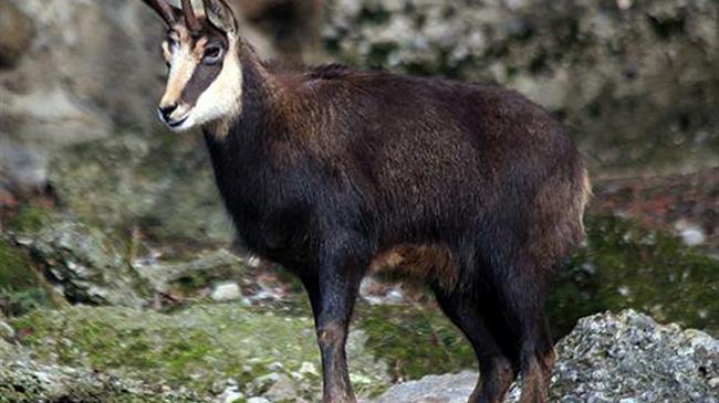 Aλβανοί λαθροκυνηγοί σκοτώνουν στην Ελλάδα αγριόγιδα