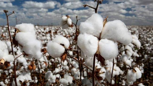 Ενημέρωση προς τους βαμβακοπαραγωγούς για την αποτελεσματική φυτοπροστασία και συγκομιδή