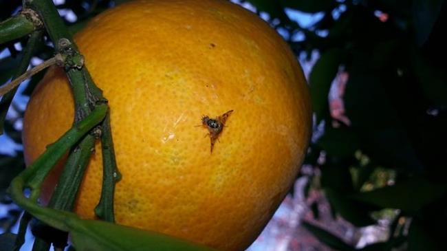 Εχθροί των εσπεριδοειδών