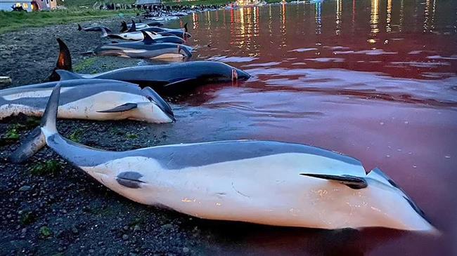 Νησιά Φερόε: Μαζική σφαγή των δελφινιών