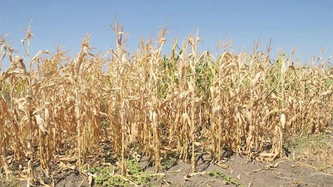 Αποζημιώσεις αγροτών λόγω πλήγματος των καλλιεργειών τους από τον παρατεταμένο καύσωνα