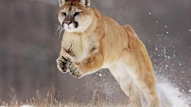 Νέα Υόρκη: Είχαν για κατοικίδιο κούγκαρ 80 κιλών