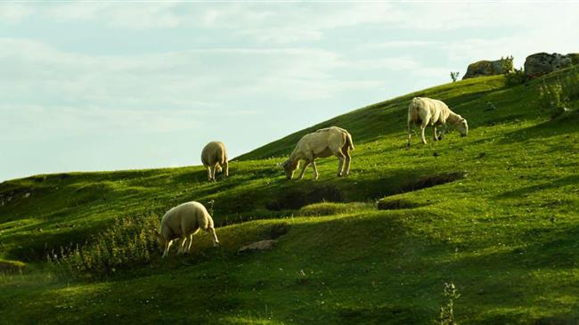 Καρτέλ αμνοεριφίων και ελληνοποιήσεις από την κυβέρνηση, αντί στήριξης κτηνοτρόφων και κρεοπωλών