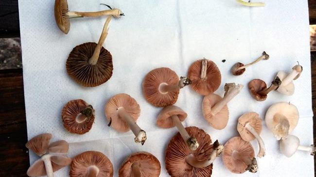 Γρεβενά: Δώδεκα νέα είδη άγριων μανιταριών εντοπίστηκαν από μαθητές δημοτικού