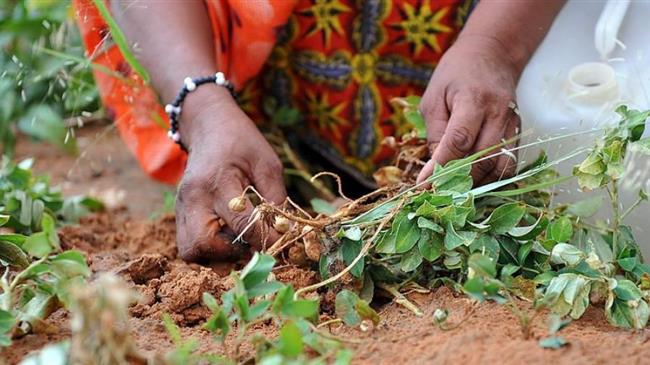 Καρπούζι και πατάτα στην Ηλεία: Εκτινάχθηκε το κόστος παραγωγής