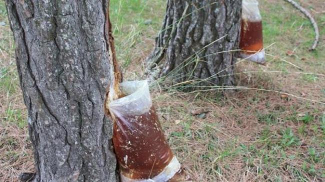 Οικονομική ενίσχυση ρητινεργατών για πυροπροστασία δασών έτους 2020