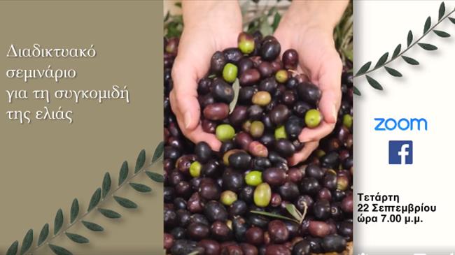 Λέσβος: Διαδικτυακό σεμινάριο για τη συγκομιδή της ελιάς