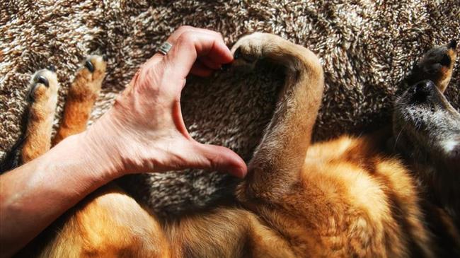 Πράσινο Κίνημα: Προτάσεις για να έχουν τα ζώα δικαιώματα όλες τις ημέρες του χρόνου