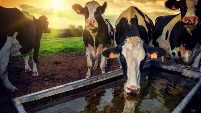 Φύκι στις ζωοτροφές μειώνει τις εκπομπές μεθανίου από τα βοειδή κατά 82%