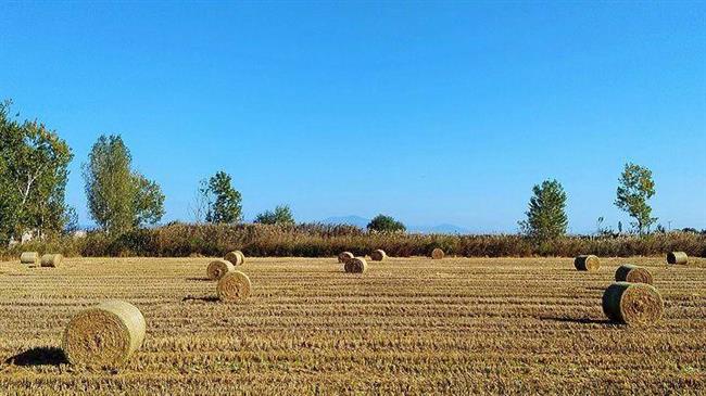 Πώς το άχυρο θα γίνει το επόμενο πολύτιμο εμπόρευμα στην Ευρώπη