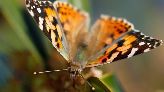 Οι πεταλούδες μειώθηκαν κατά 76% τα τελευταία 45 χρόνια – Γιατί ανησυχούν οι επιστήμονες
