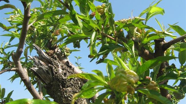 Ασθένειες και εχθροί σε πυρηνόκαρπα