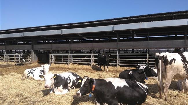 Ιρλανδία: Οι παραγωγοί λένε όχι στο πρόγραμμα εξόδου από τα γαλακτοκομικά