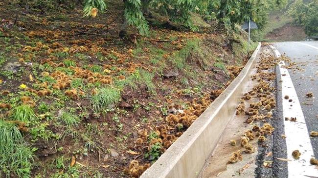 Σε απόγνωση οι καστανοπαραγωγοί της Αγιάς – Μύκητας απειλεί με Αρμαγεδώνα την παραγωγή τους