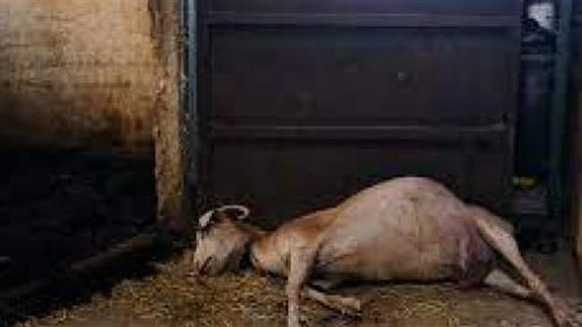 Σε Πύργο και Αγρίνιο παρουσιάζεται το πρόγραμμα περισυλλογής και διαχείρισης νεκρών παραγωγικών ζώων