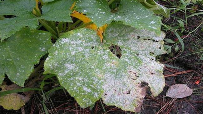 Ασθένειες στο υπαίθριο κολοκυθάκι