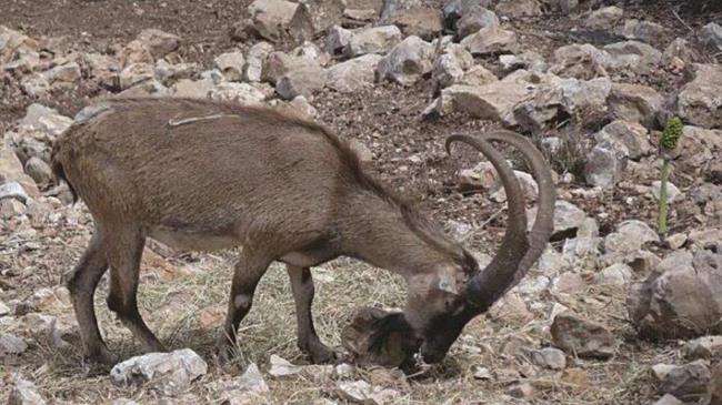 Άγνωστοι σκότωσαν θηλυκό κρι κρι εντός του Εθνικού Δρυμού Σαμαριάς