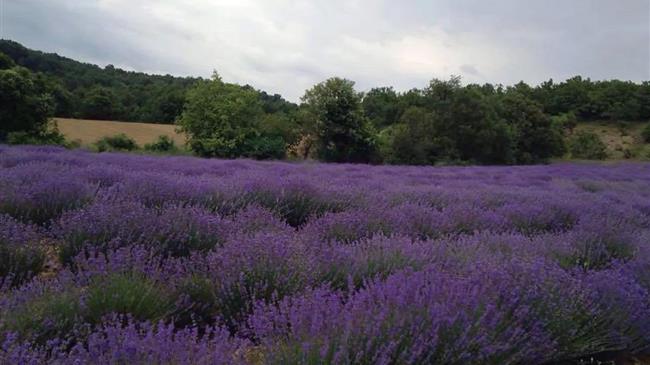 Το «απέραντο μωβ» του Έβρου - Η Ελλάδα δεύτερη στον κόσμο στην παραγωγή λεβάντας