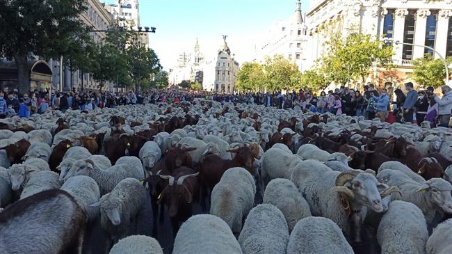 Ισπανία: Πρόβατα κατέκλυσαν τους δρόμους της Μαδρίτης, καθ' οδόν προς τα χειμερινά βοσκοτόπια