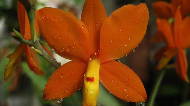 Ο παράδεισος των άγριων ορχιδέων στο Πάρκο του Απολιθωμένου Δάσους Λέσβου