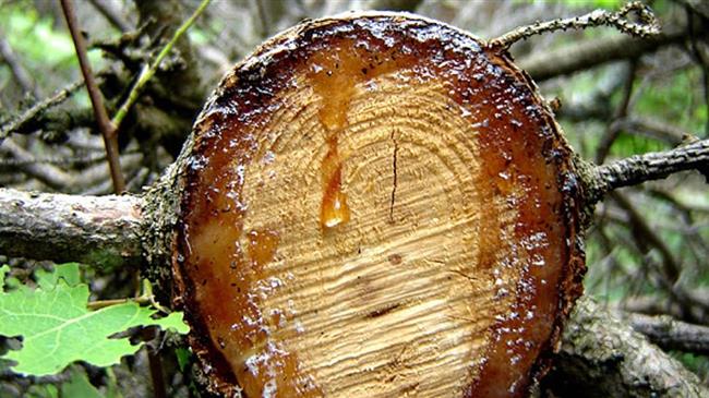 ΔΥΠΑ: 181 θέσεις ρητινεργατών με αμοιβές έως 1.000 ευρώ - Προσωρινοί πίνακες