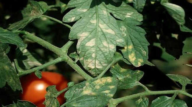 Ασθένειες στις ντομάτες θερμοκηπίου