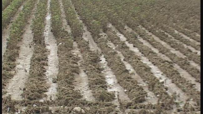 Ζημιές από την κακοκαιρία σε καλλιέργειες σε Θεσσαλία και Ήπειρο