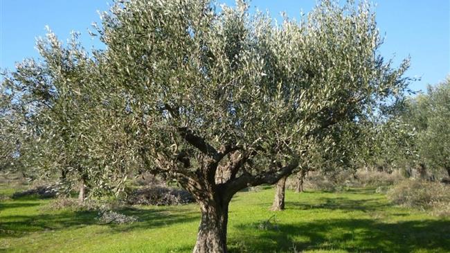 Εκτεταμένες καταστροφές στις δενδροκαλλιέργειες του Πηλίου