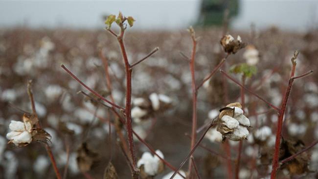 Έντονες βροχοπτώσεις προκαλούν ζημιές σε βαμβάκι, αμπέλια και καπνό, στα Τρίκαλα