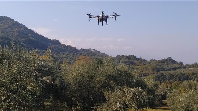 Ψεκασμοί με  drones  για την καταπολέμηση του δάκου της ελιάς