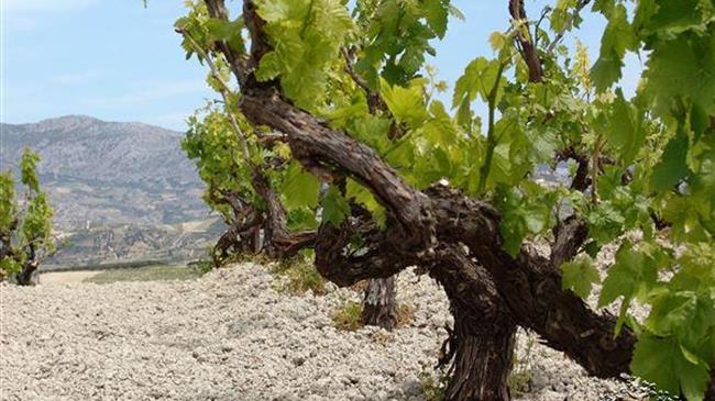 Έναρξη υποβολής αιτήσεων για τη χορήγηση αδειών νέας φύτευσης αμπελώνων έτους 2026
