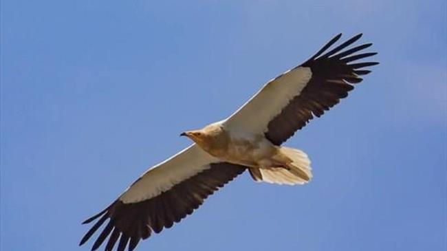 Σε έξαρση οι δηλητηριάσεις ζώων άγριας ζωής στην Ελλάδα - Ποια είδη απειλούνται με αφανισμό