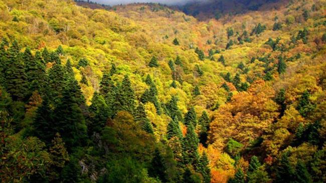 Member States express significant concerns and request for clarifications on the new EU Forest Strategy for 2030