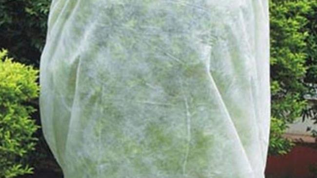 Θεσσαλονίκη: «Ζακέτα να βάλεις» και στα ,,,φυτά τον χειμώνα, συμβουλεύουν οι ανθοπώλες