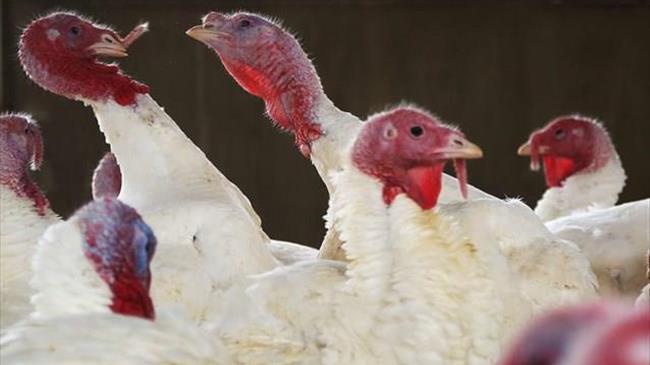 Παρέμβαση Χαρακόπουλου για ενίσχυση για αγορά ζωοτροφών και σε παραγωγούς γαλοπούλας