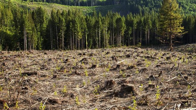 Ευρωπαϊκή Πράσινη Συμφωνία: Η Επιτροπή εγκρίνει νέες προτάσεις για να σταματήσει την αποψίλωση των δασών