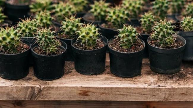 Θεσσαλονίκη: 76χρονος καλλιεργεί περισσότερους από εξακόσιους κάκτους