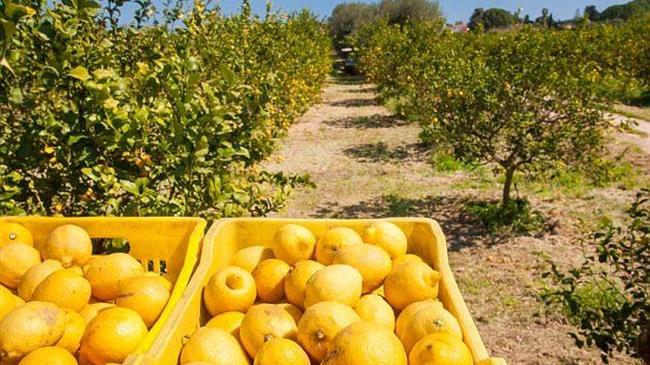 Αυστηροποίηση ελέγχων εισαγωγής λεμονιών Τουρκίας