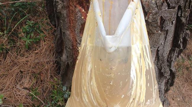 Βαγγέλης Αποστόλου: Να επεκταθεί και να συμπληρωθεί το κοινωφελές πρόγραμμα των ρητινοκαλλιεργητών της β. Εύβοιας