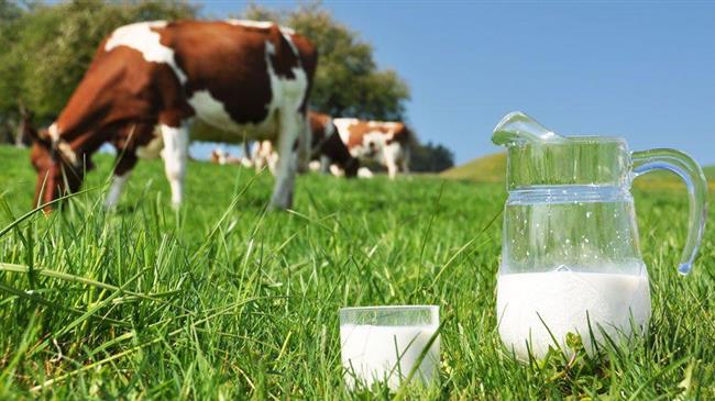 Χαμηλές οι τιμές χονδρικής πώλησης του αγελαδινού γάλακτος