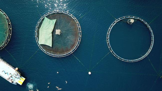 Κολυμπάμε και γνωρίζουμε το φρέσκο ελληνικό ψάρι ιχθυοκαλλιέργειας