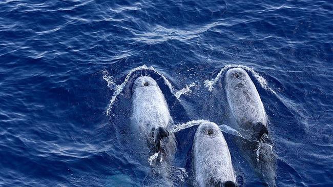 Η Greenpeace καταγράφει την παρουσία θαλάσσιων θηλαστικών στην περιοχή που κυβέρνηση και εταιρείες σχεδιάζουν εξορύξεις